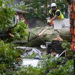 New York City Parks employees work to remove a fallen tree from a van where a person died in Briarwood, Queens